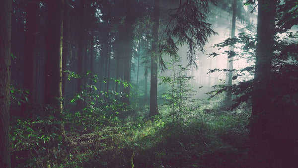 light shining through a dark forest