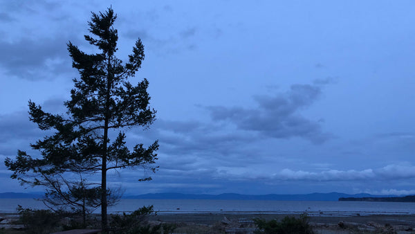 Lone tree at the shoreline at dusk 